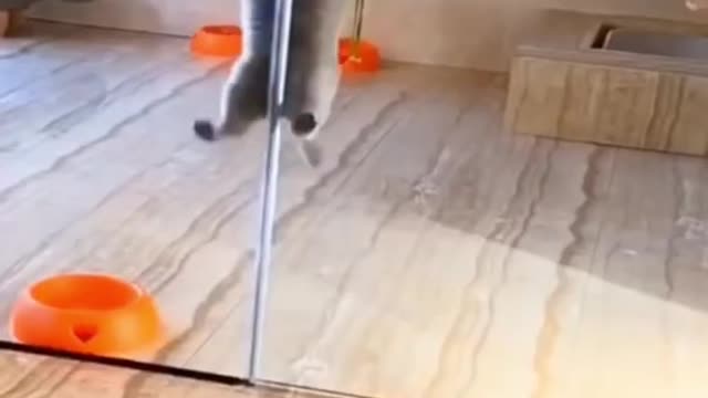 It cutest cat funny moment