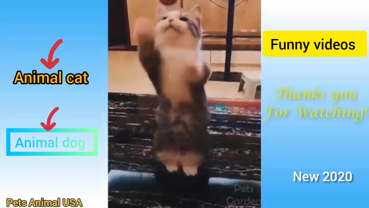 Cute pets animal USA and funny Videos Animal compilation #12 -Pets Animal USA