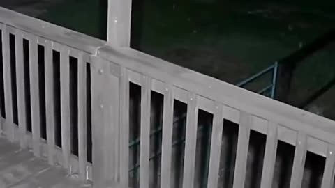 cat running away from wolf