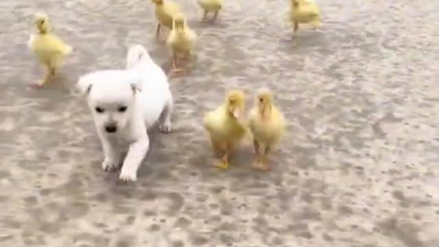 Chicken mother chooses to protect animal cubs in the greatest possible way in the rain This is love