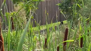 Hot dog flowers in Western Australia