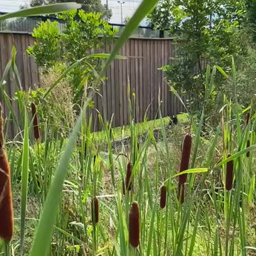 Hot dog flowers in Western Australia
