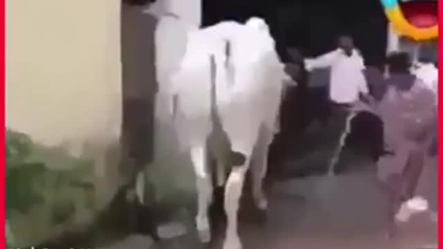 Animals funny Fight with humans