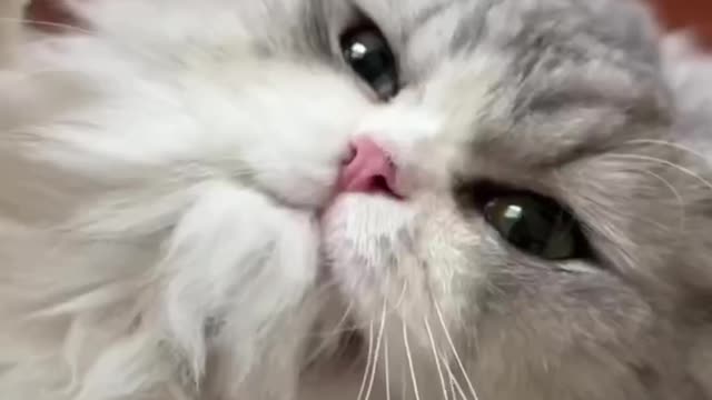 Oh, I love this furry little cutie