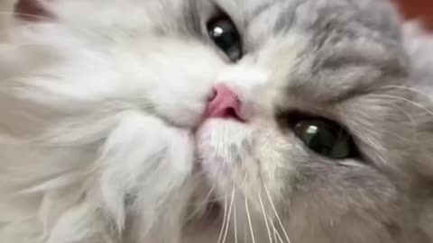 Oh, I love this furry little cutie