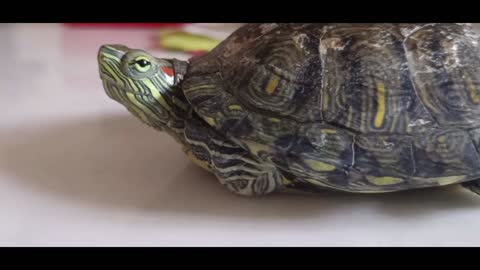 green turtle