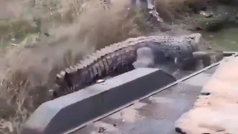 This is a beautiful and charming water-dwelling species