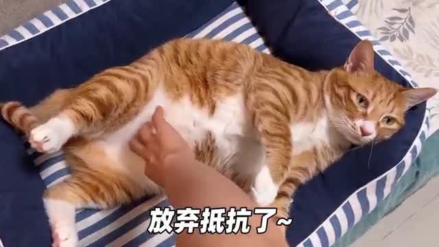 lazy cat