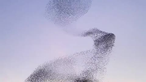 Birds free Life