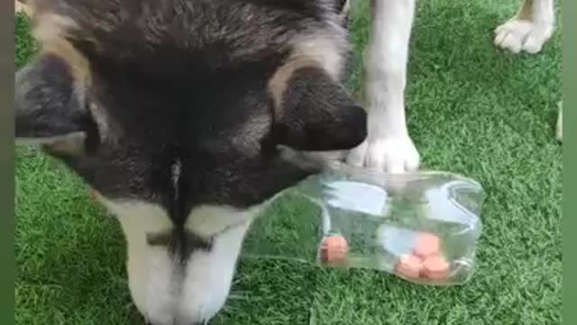 DIY play treat for Tokyo the Siberian Husky dog