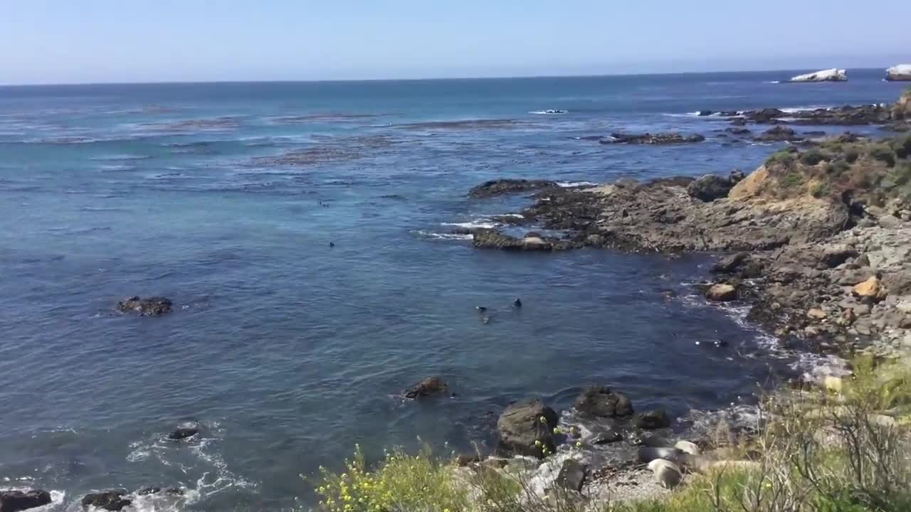 Elephant Seal Beach