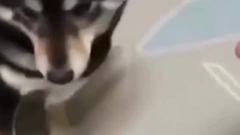 Funny Animal Video 🤣🤣🤣🤣