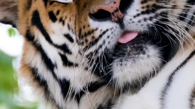 Sleepy Tiger Close Up