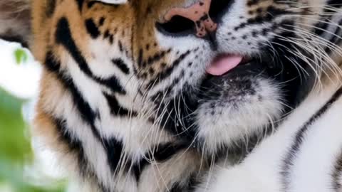 Sleepy Tiger Close Up