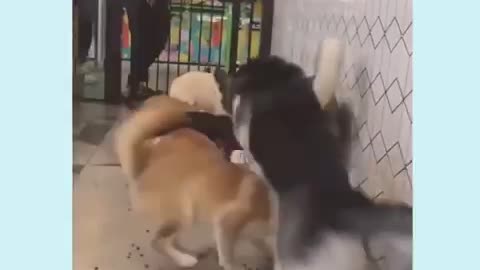 The dogs are super excited for breakfast