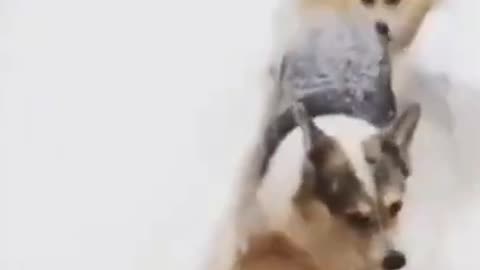 Smart Husky dogs DRILLING through snow lined and disciplined | Genius animals | Holy Beings #Shorts