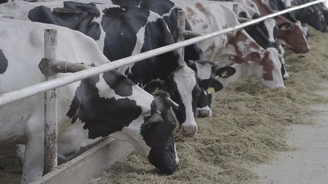 close up cow feeding on milk farm. Cow on dairy farm eating hay