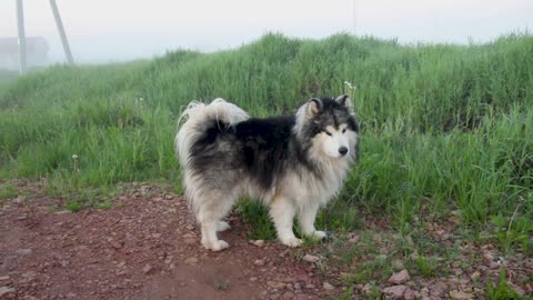 Dog like to play with nature