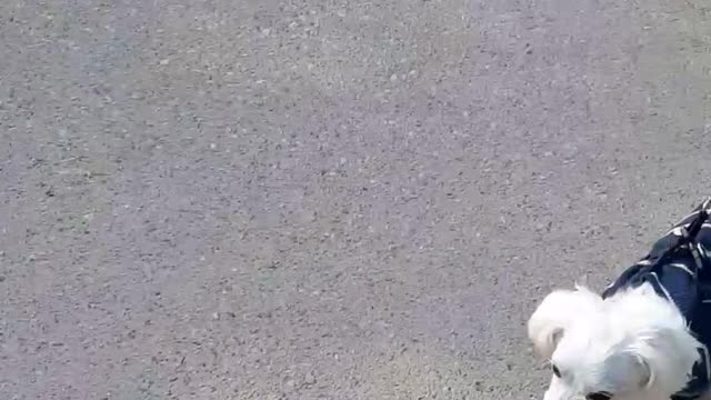 A walk with a friend.