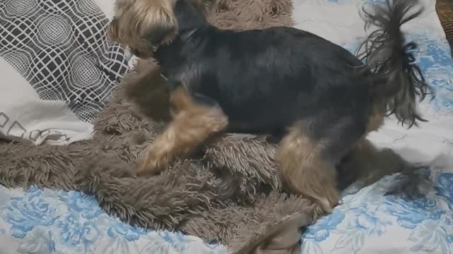 Doggie loves it :)