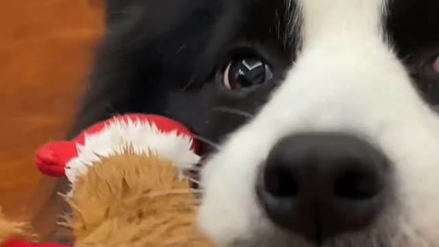 Puppy's love is always loyal, provided you are a competent master