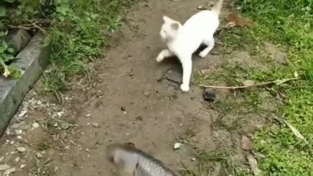 animal good cat and fish very very funny video animal video