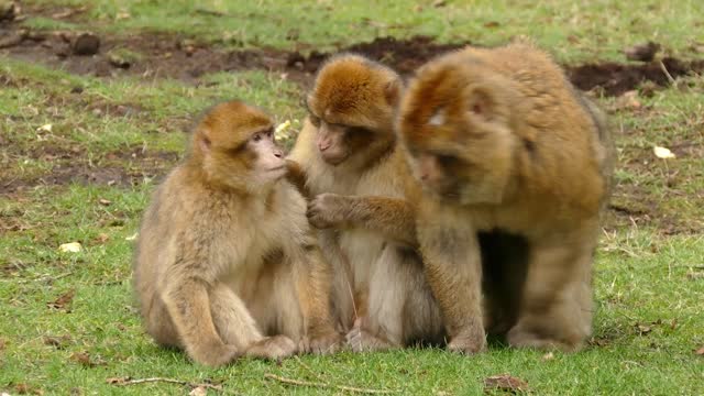 Monkey family meeting.