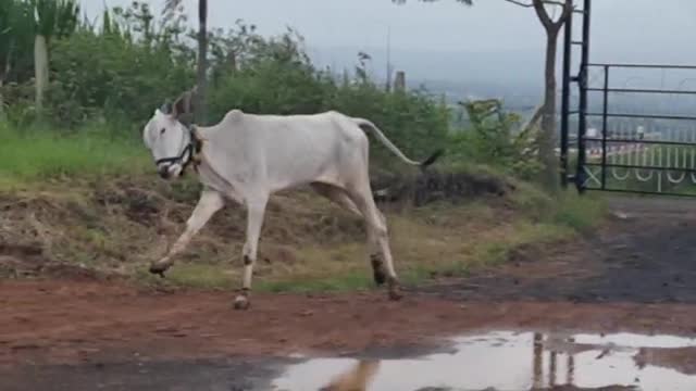 Khelar cow