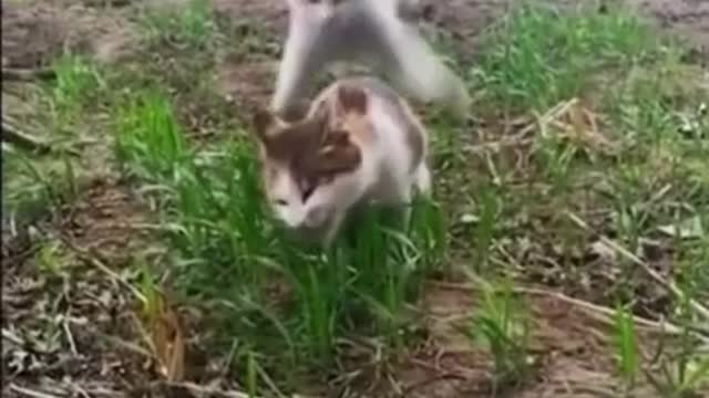 Hilarious animal moments 😂 funny fails