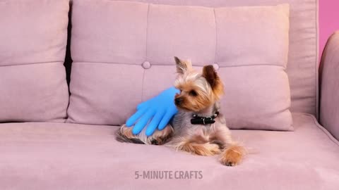TOP HACKS AND GADGETS FOR BEST PET OWNERS
