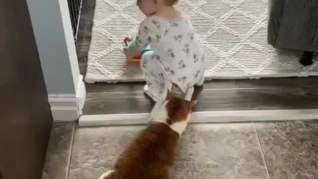 Funny cat video..❤️😂🤣