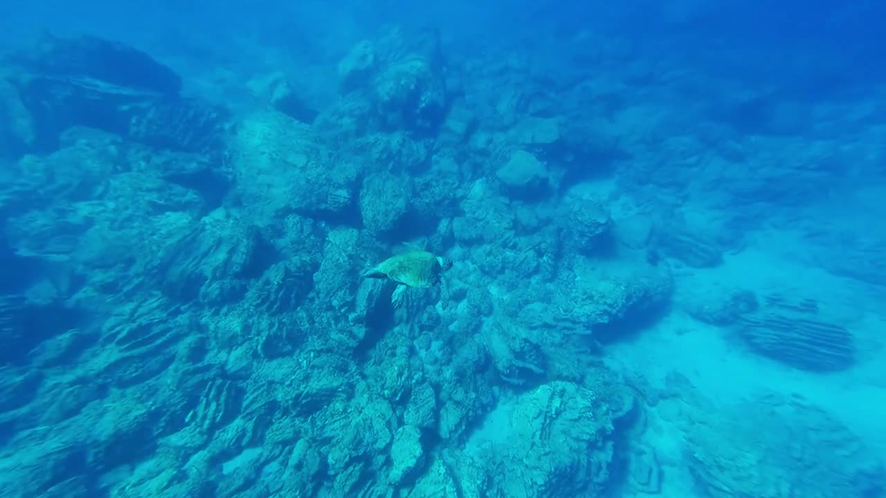 Ocean turtle footage scuba diving