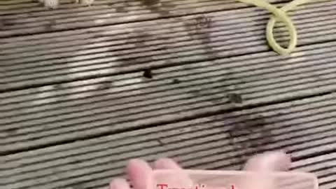 A story of true friendship.