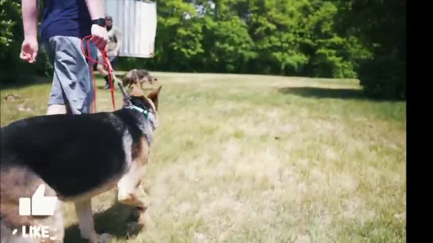 GERMAN SHEPHERD GOES CRAZY AGGRESSIVE ON LEASH! STOP THE BARKING