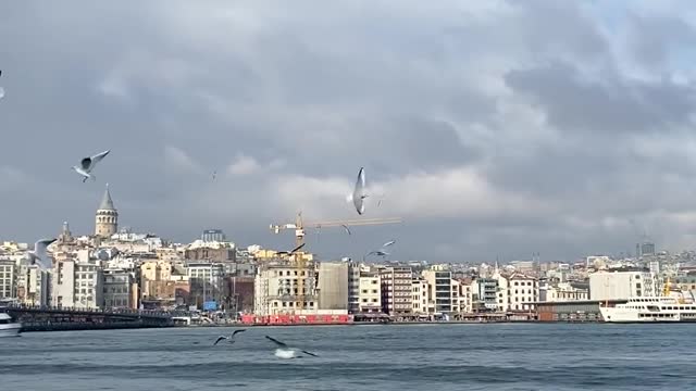 birds-over-sea-in-city