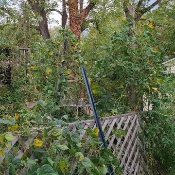 Hanging GARDEN Oct 2021