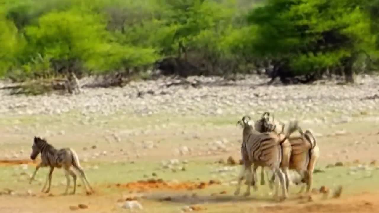 videos animal world of mothers