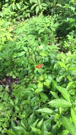 Orange butterfly looking for nectar