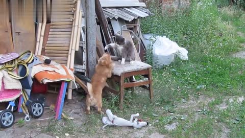 Кот и собака
