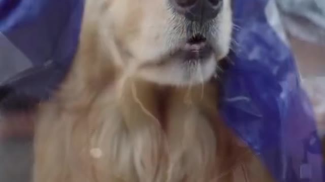 Funny Dogs Who Don't Want To Take A Bath - Try Not To Laugh [BEST OF]