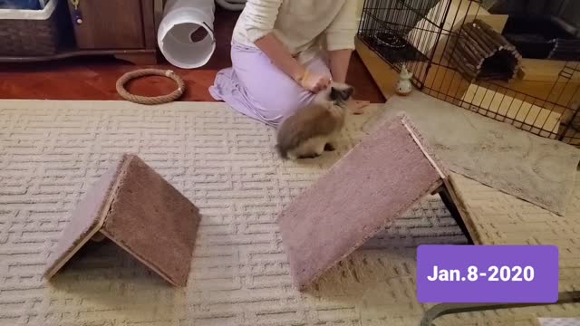 Gizmo The Baby Lionhead Rabbit Tricks Training Collection