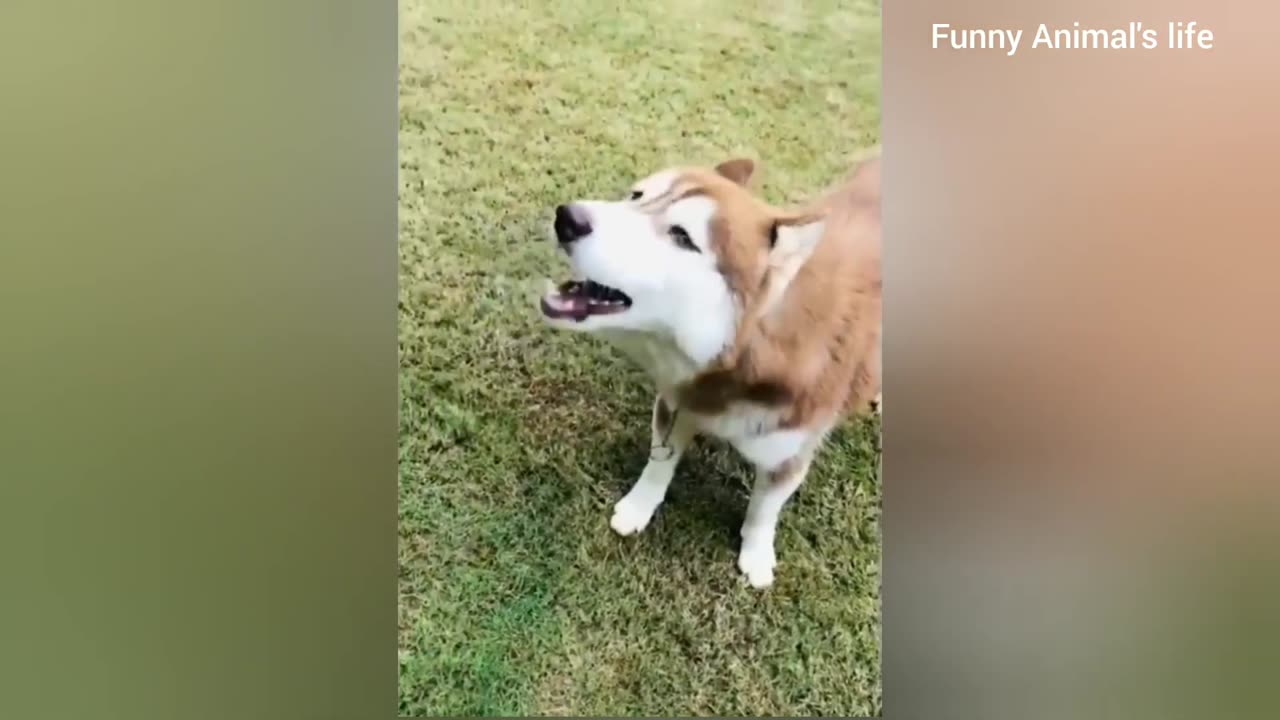 Funny animal video Part -1 2024