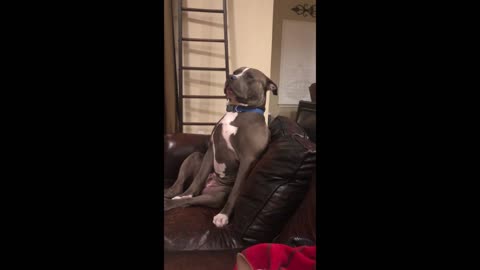 Exhausted pit bull tries hard to sleep