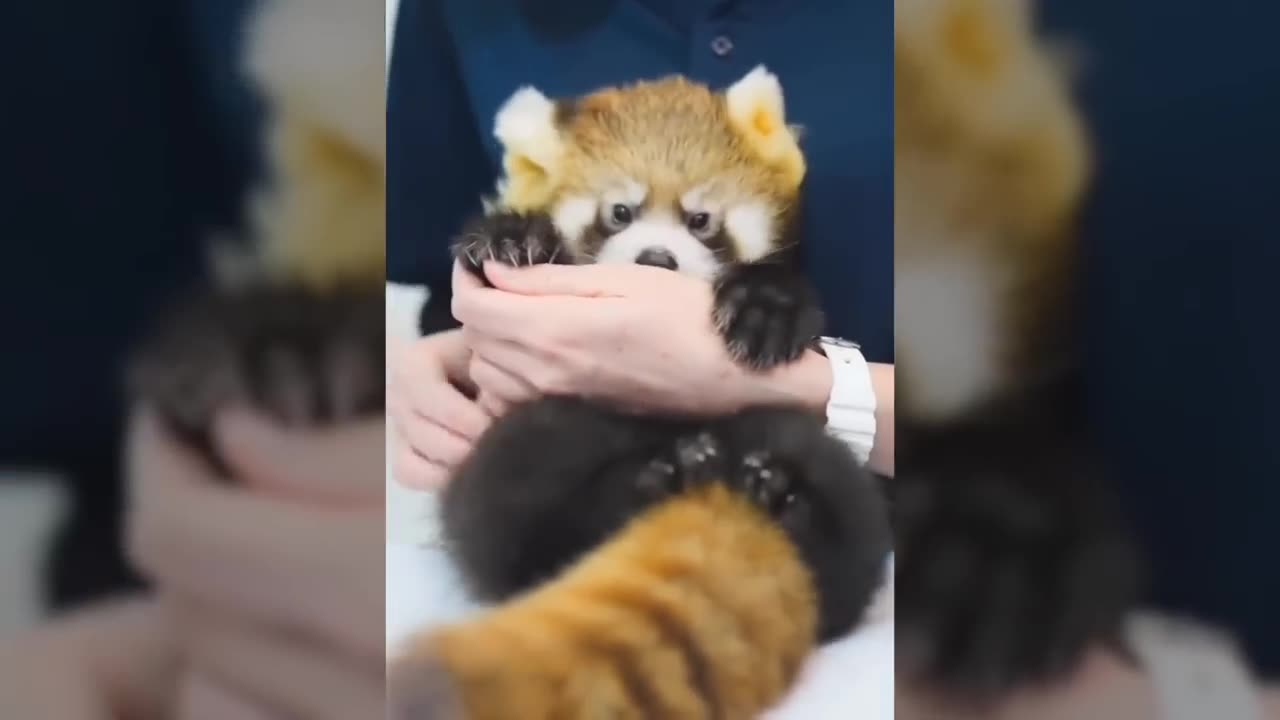 Cutest Red Panda Compilation