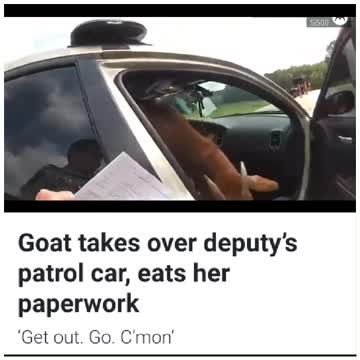 Goat eats police officer's documents
