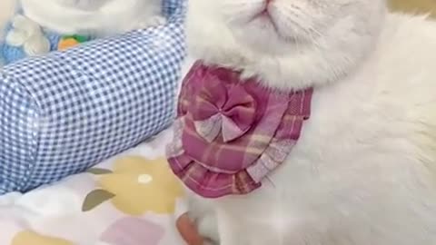 CUTEST CATS VIDEO CLIPS