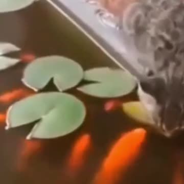 Cutest out there!2021Kitty and Puppy