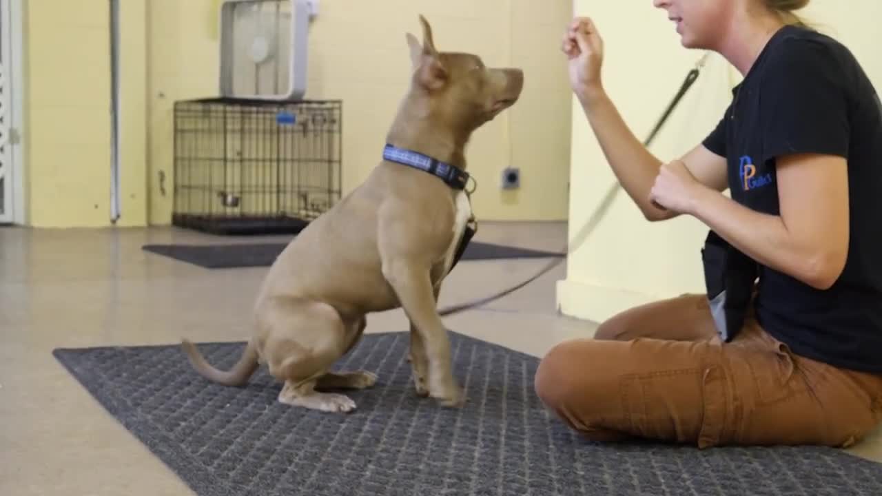 positive reinforcement dog training