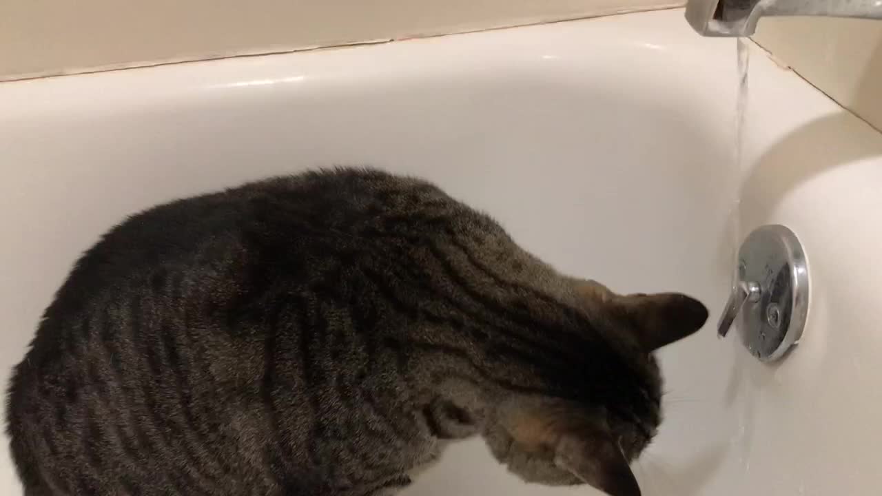 Cat bites water stream