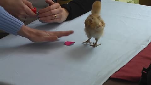 how to train chicken